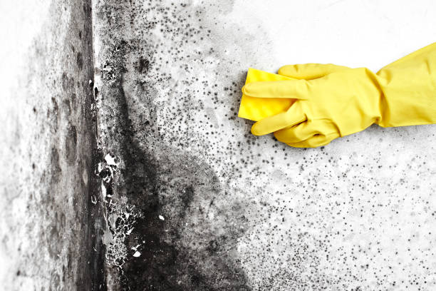 Best Black Mold Removal  in Fair Oaks Ranch, TX