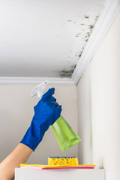 Mold Removal Process in Fair Oaks Ranch, TX